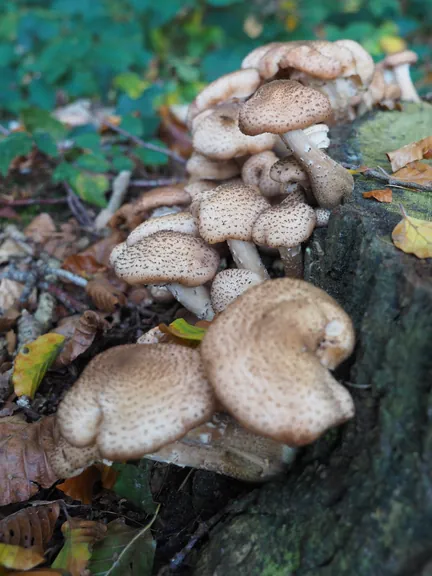 Vagevuurbos an Lippensgoed-Bulskampveld (Belgium)